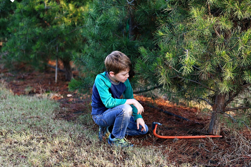 Christmas Tree Hunting {2015} »